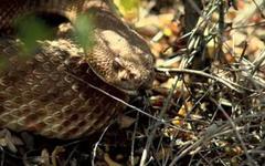 where the wild things are: snake season in san diego county