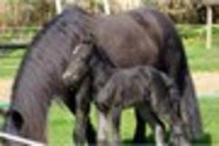 Can you help name new horse born at Chard equine therapy centre?
